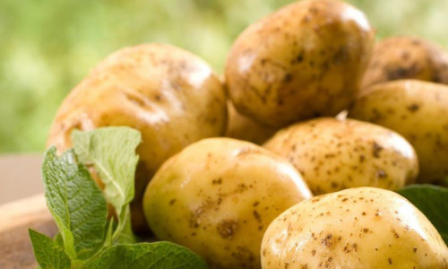 Почему нельзя есть картофель 
