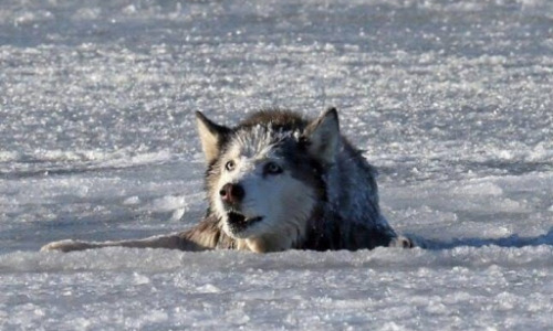 Видео: Волк спас провалившихся под лед детей