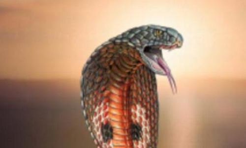 Умирающая кобра. Смерть змея Австралии. Что делать если укусила Кобра.