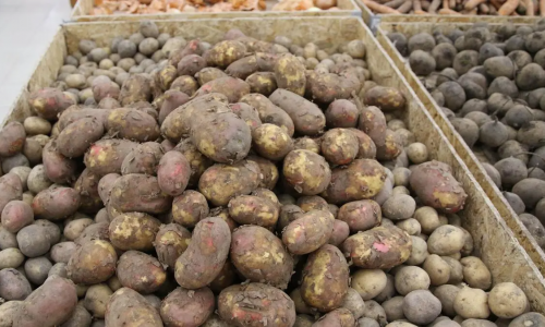 Динамика стоимости картошки. Стоимость картофеля график. График цен на картошку. Повышение цен на картофель. График цены на картофель.